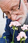 Un homme âgé sentant pelargonium, Suède.