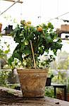 Tomatoe plant in a greenhouse.