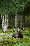 A moose laying down, Sweden.
