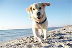 Un chien sur une plage, Suède.