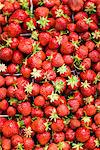 Strawberries, close-up, Sweden.