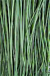 Chives, close-up, Sweden.