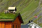 Moutons sur un toit, les îles Lofoten, en Norvège.