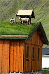 Schafe auf dem Dach, Lofoten Inseln, Norwegen.