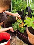 A boy with a tomato plant, Sweden.