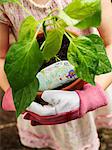 A girl holding a pepper plant, close-up, Sweden.