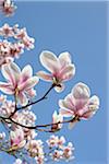 Flowering Magnolia, Hamburg, Germany