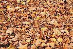 Leaves In Autumn