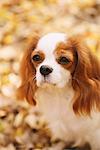 Cavalier King Charles Spaniel Dog Close Up