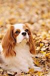 Cavalier King Charles Spaniel Hund in Blätter