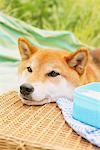 Shiba Inu Dog In Park Lying Down