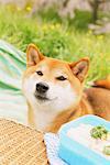 Shiba Inu chien dans le parc étendu sur la terre