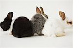 Trois lapins