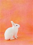 White rabbit sitting