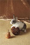 Lapin et ornements