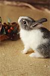 Rabbit and ornaments