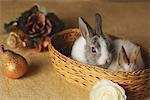 Two rabbits in Basket