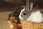 Rabbit in Basket