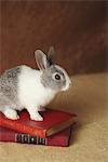 Kaninchen auf Bücher
