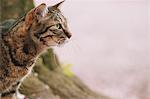 Cat and Cherry tree