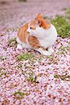 Cat and Petals of Cherry blossom