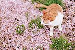 Cat and Petals of Cherry blossom