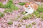 Chat et pétales de cerisiers en fleurs