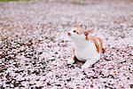 Cat and Petals of Cherry blossom