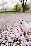 Cat and Petals of Cherry blossom