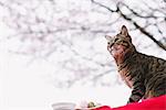 Cat enjoying Hanami