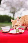 Cat smelling Japanese dessert