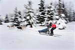 Courses de Musher dans le Centre-Sud 2010 Exxon Open Sled Dog Race, Tozier piste Anchorage, en Alaska, hiver