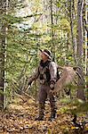 Männliche Bogen Jäger trägt ein Elch Geweih 54 ""rack auf seinem Rucksack, da er aus Jagd-Gebiet, nördlich Seengebiet, Wanderungen Chugach State Park, South Central Alaska, Herbst