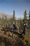 Male bow hunter and young son use binoculars to look for moose amongst Black Spruce, Eklutna Lake area, Chugach State Park, Southcentral Alaska, Autumn