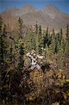 Hunter bow mâle vise avec un arc à poulie lors de la chasse à l'arc dans une forêt d'épinettes noires dans le lac Eklutna zone, les montagnes Chugach, Chugach State Park, Centre-Sud Alaska, automne