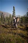 Male bow hunter in camouflage carries a 54" moose antler rack on his backpack as he hikes out of hunt area, Eklutna Lake area, Chugach State Park, Southcentral Alaska, Autumn