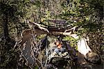 Bow hunter muscles his way through a dense Black Spruce forest carrying a backpack with a 54" moose rack attached, Eklutna Lake area, Chugach State Park, Southcentral Alaska, Autumn