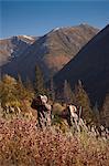 Two male moose hunters stop to glass the area with binoculars, Bird Creek drainage area, Chugach Mountains, Chugach National Forest, Southcentral Alaska, Autumn