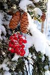Gros plan des baies de sureau rouge et cônes sur l'arbre enneigé, Alaska, hiver
