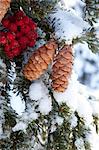 Gros plan des baies de sureau rouge et cônes sur l'arbre enneigé, Alaska, hiver