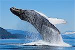 A Humpback whale breaches along the shoreline of Chichagof Island in Chatham Strait with Mendenhall Towers in the background, Inside Passage, Tongass National Forest, Admiralty Island, Southeast Alaska, Summer
