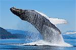 A Humpback whale breaches along the shoreline of Chichagof Island in Chatham Strait with Mendenhall Towers in the background, Inside Passage, Tongass National Forest, Admiralty Island, Southeast Alaska, Summer