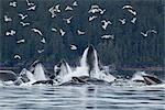 Humpback whales bubble net feeding for herring in Chatham Strait, Tongass National Forest, Inside Passage, Southeast Alaska, Summer