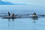 An orca rolls onto its back and opens it mouth as it plays at the surface with another family member in Chatham Strait, Inside Passage, Southeast Alaska, Summer