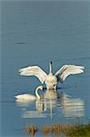 Cygnes trompettes se nourrissent le long de la rive du lac de Dezadesh près de l'autoroute de l'Alaska, du Yukon territoire, Canada, automne