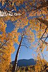 View of yellow Aspen and Willow trees along the Alaska Highway between Haines and Haines Junction, Yukon Territory, Canada