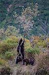 Brown Bear sow rubs against a tree to take care of an itch while cubs look on, Kinak Lagoon,  Katmai National Park and Preserve, Alaska Peninsula, Southwest Alaska, Fall