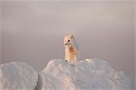 Arctic Fox stands in late afternoon sun on top of a large chunk of ice, Churchill, Manitoba Canada, Winter