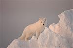 Arctic Fox stands in late afternoon sun on a large chunk of ice, Churchill, Manitoba Canada, Winter