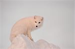 Arctic Foxe stands in late afternoon sun on top of a large chunk of ice, Churchill, Manitoba Canada, Winter